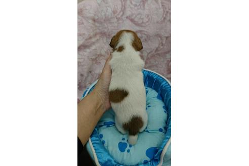 成約済の奈良県のジャックラッセルテリア-39474の2枚目